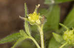 Smallflower buttercup
